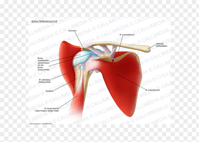 Biceps Adhesive Capsulitis Of Shoulder Periartrite Scapolo-omerale Synovial Bursa Periarthritis PNG