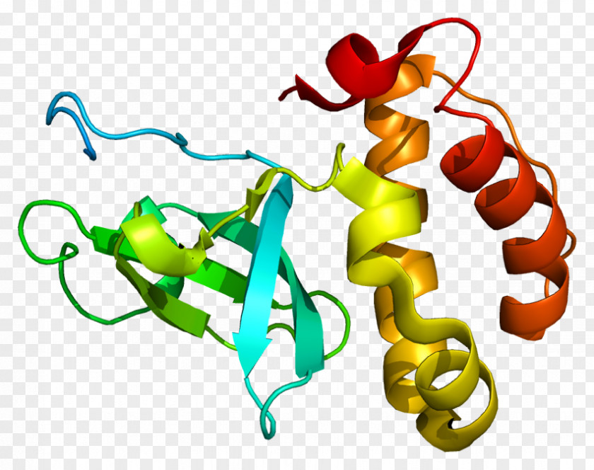 DNMT3B DNA Methyltransferase Protein Histone Centromere PNG