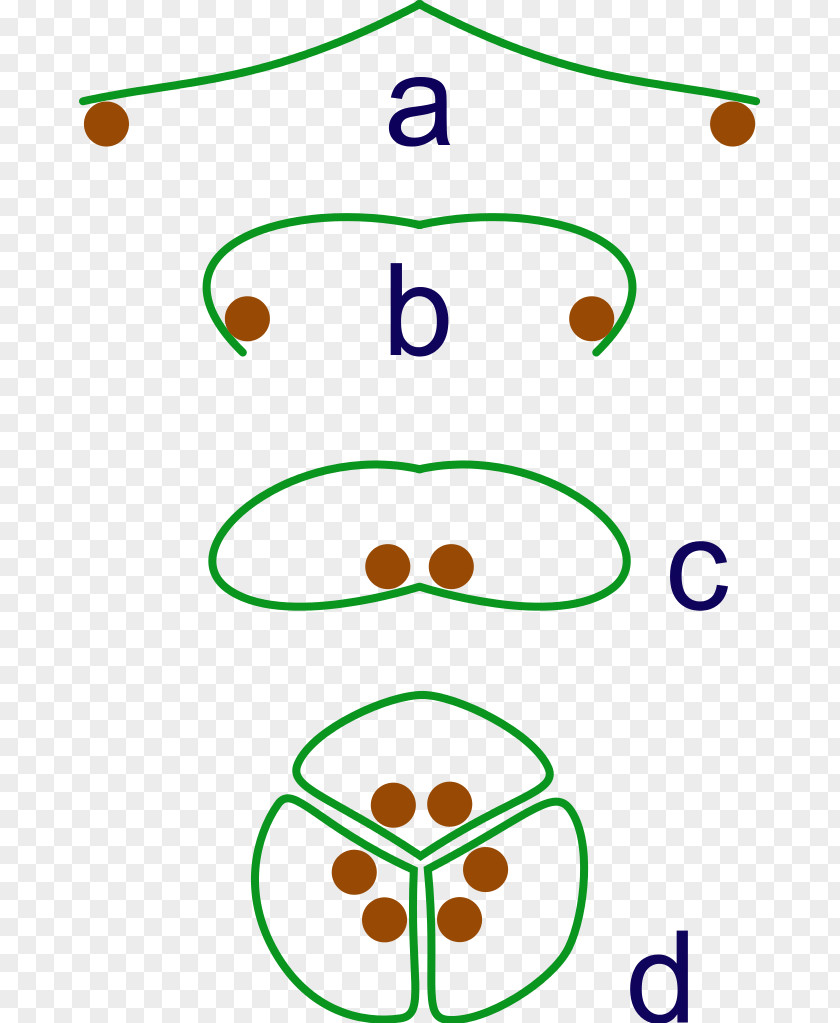 Flower Flowering Plant Evolutionary History Of Plants PNG