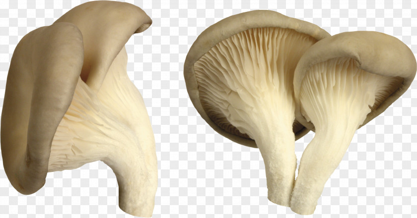 Mushroom Image Edible Hunting Common PNG