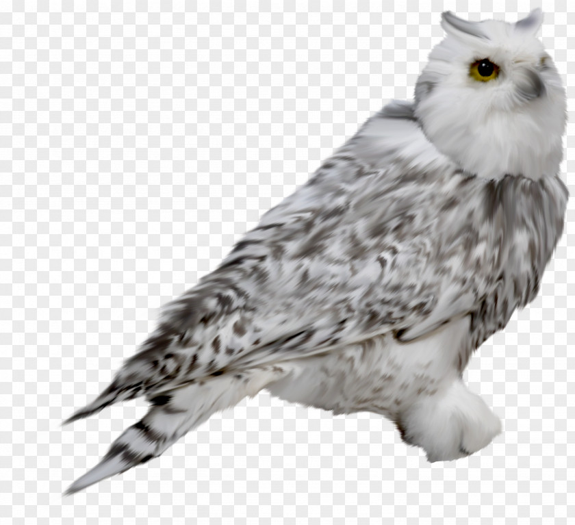 Owl Snowy Drawing Clip Art PNG