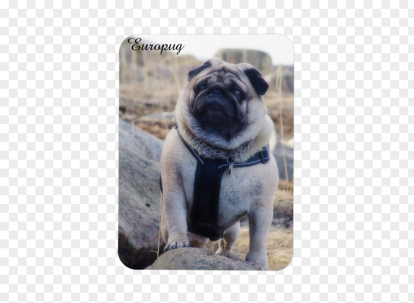 Puppy Pug Dog Breed Samsung Toy PNG
