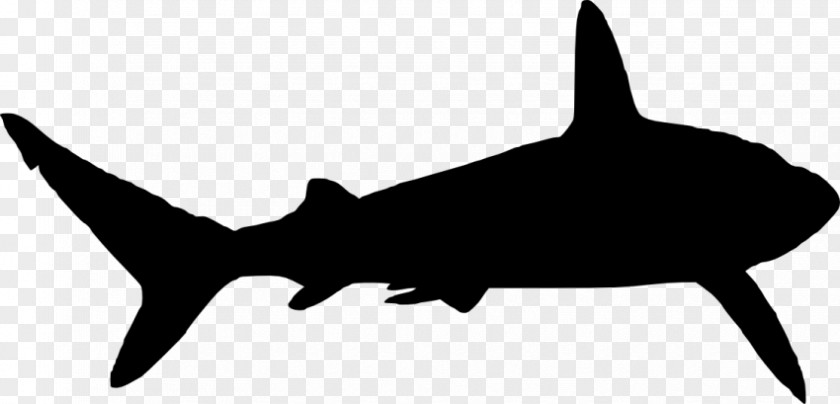 Shark Great White Silhouette Clip Art PNG