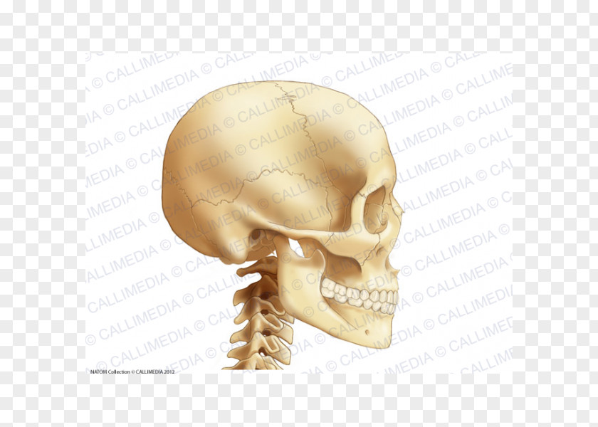 Skull Anatomy Bone Head Neck Cervical Vertebrae PNG