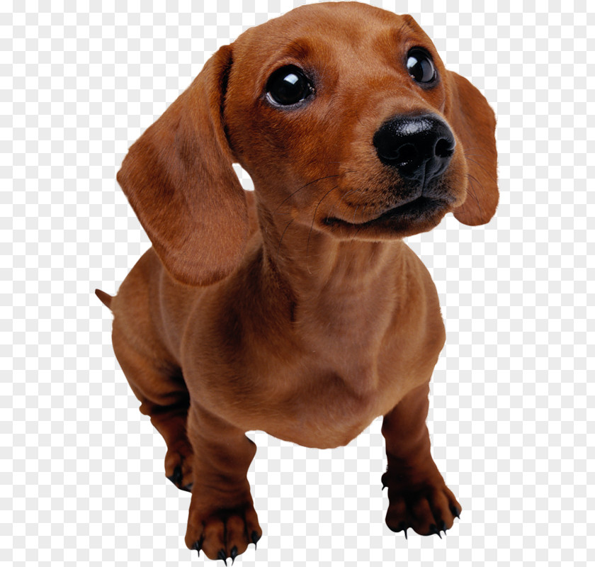 Dog Dachshund Puppy Pet Training Veterinarian PNG