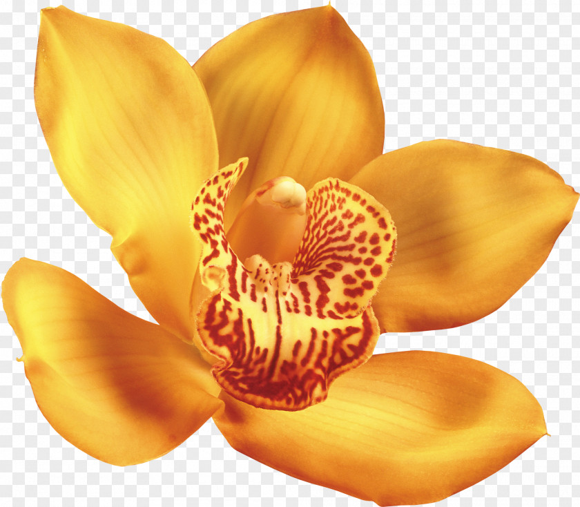 Flower Clip Art Image Beautiful Orchids PNG