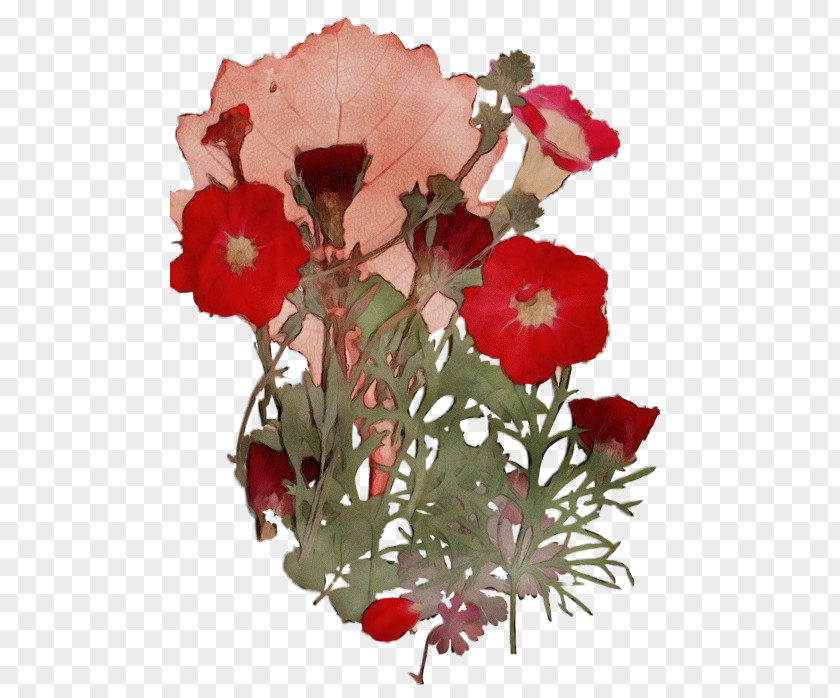 Perennial Plant Poppy Family Red Watercolor Flowers PNG