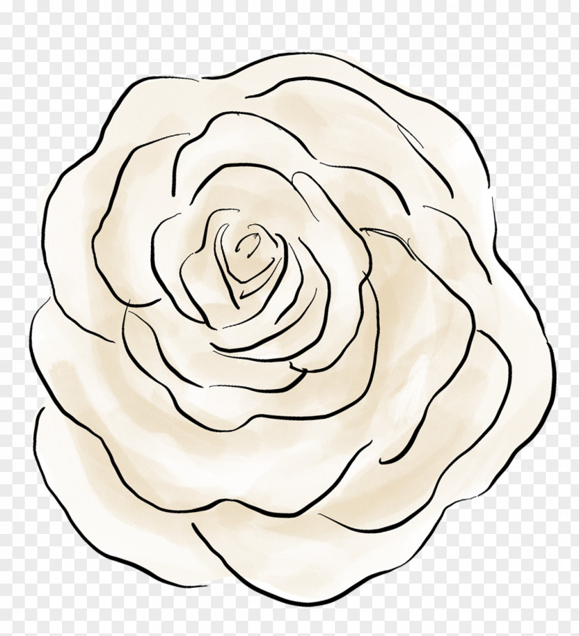 The Big Bang Theory Cut Flowers Drawing Rosaceae Rose PNG