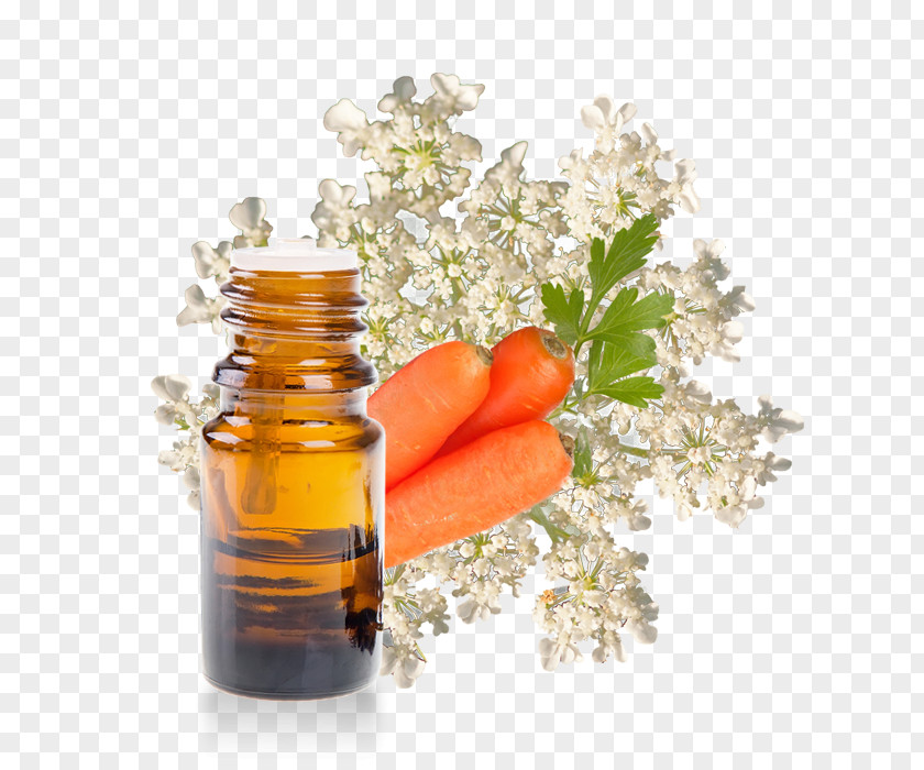 Carotte Essential Oil Wheat Germ Carrot Argan PNG