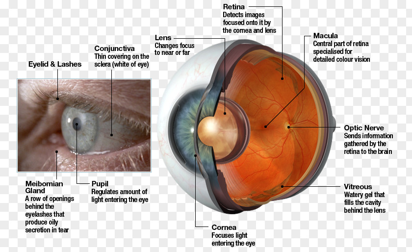 Eye Human Retina Lens Light PNG