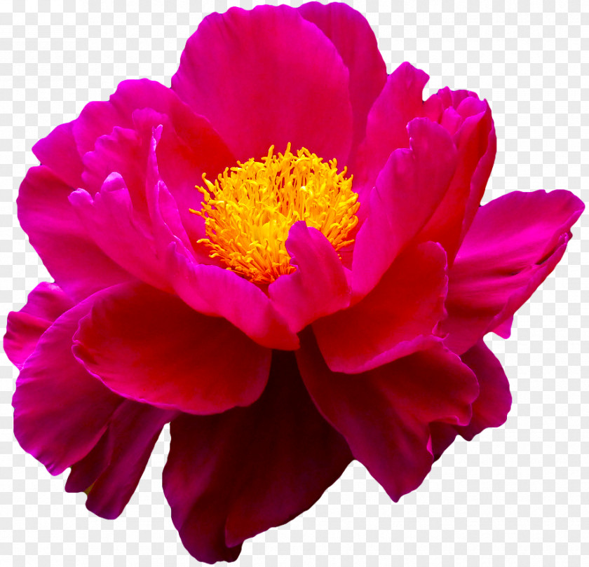 Flower Rose Lilium Gift PNG