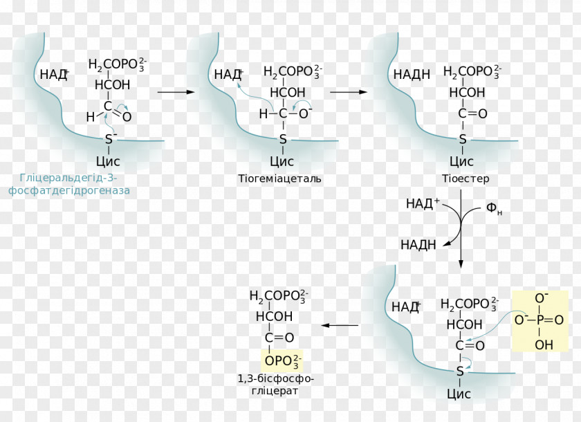 Glycolysis Oksidacija Glucose Anaerobic Respiration Organism PNG