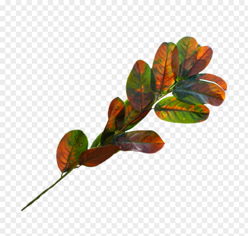 Leaf Plant Stem PNG