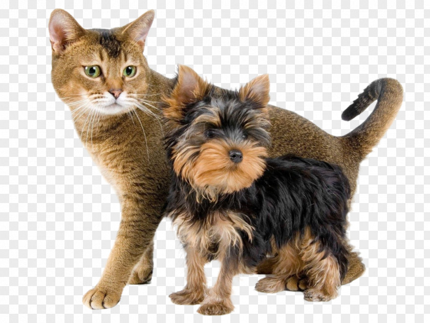 Puppy Yorkshire Terrier Kitten Cat Food PNG