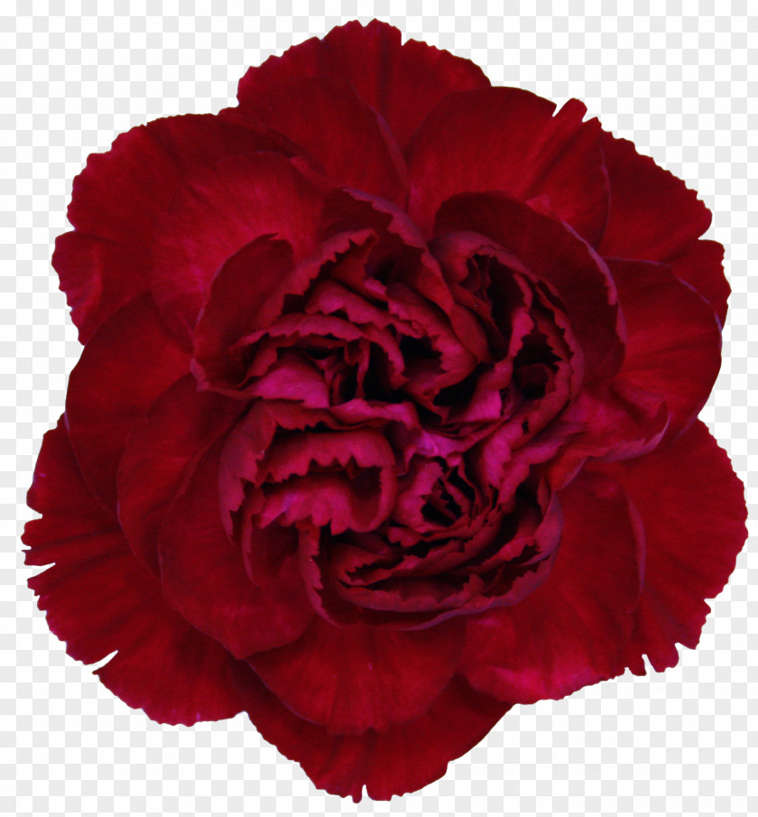 Red Carnation Rose Cut Flowers Crimson PNG