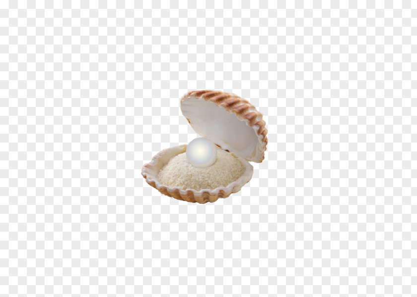 Sand And In Clam Shells Seashell Stock Photography PNG