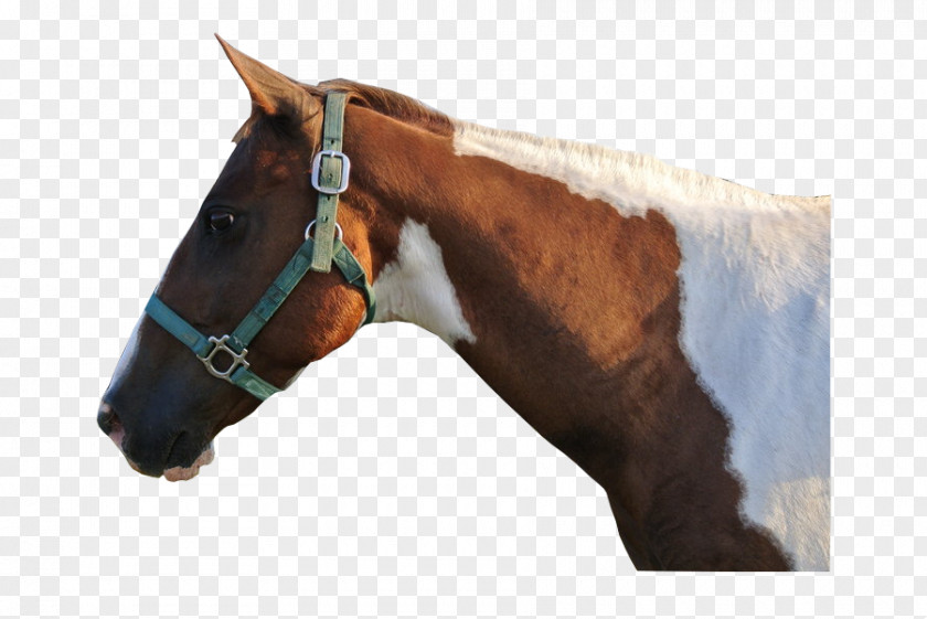 V Bucks Halter Stallion Horse Harnesses Bridle Rein PNG