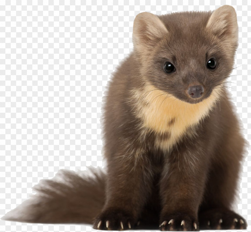 Animal Doctor Ferret Beech Marten Mink Cabinet Vétérinaire, Dr Serge Bourgeois Least Weasel PNG