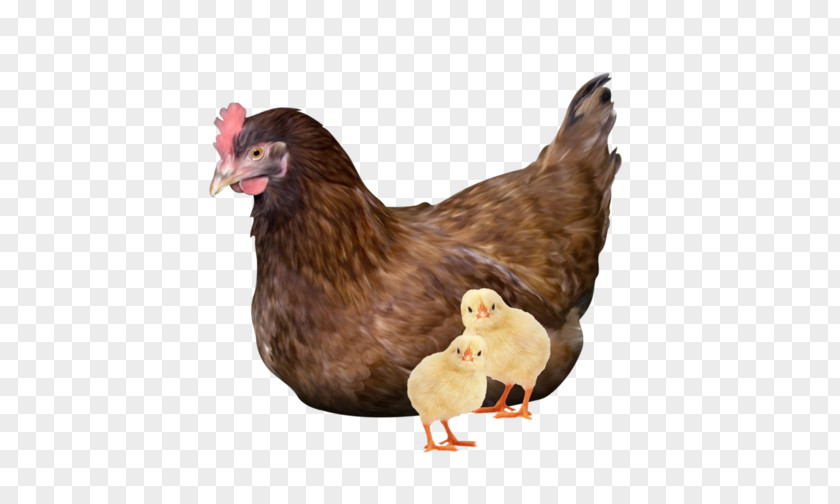 Chicken Rooster Kifaranga PNG