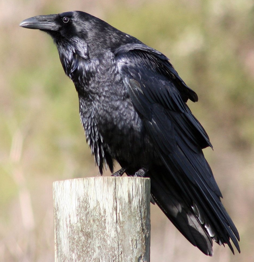 Crow American Common Raven Bird The Passerine PNG