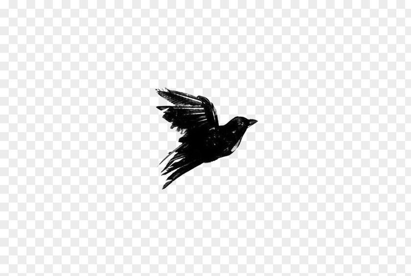 Crow Crows Black And White Blackbird PNG