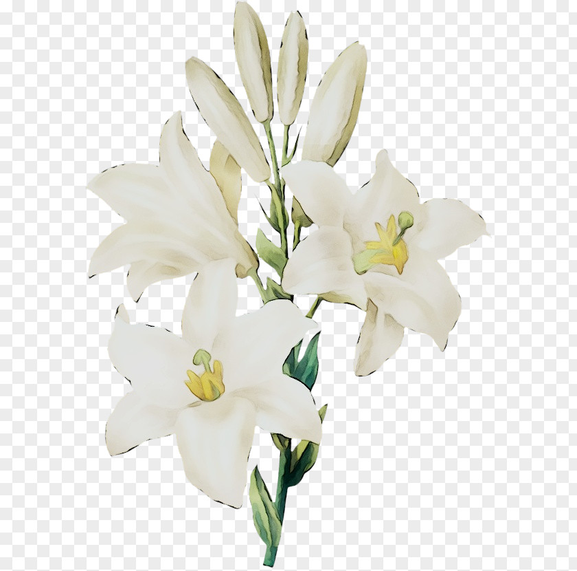 Madonna Lily Watercolor Painting Clip Art Botanical Illustration PNG