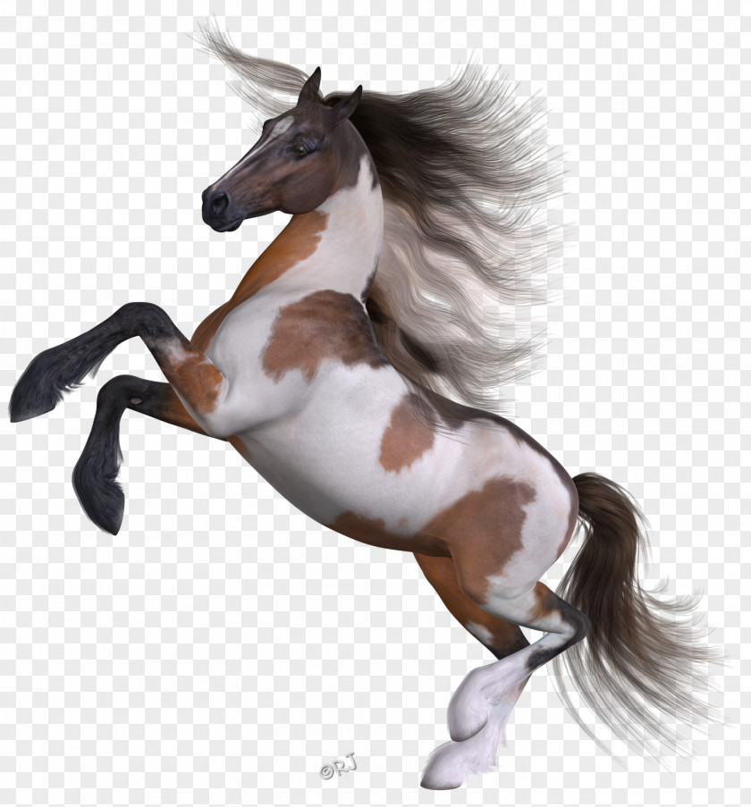 Mustang Pony Stallion Halter FKK Saunaclub PNG