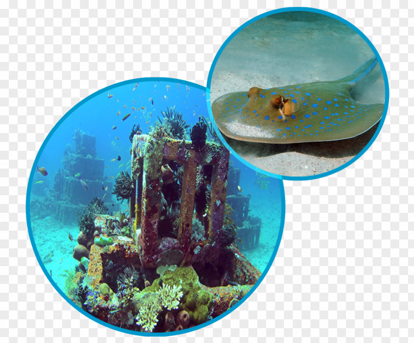 Nusa Penida Amed Underwater Diving Scuba Marine Biology PNG
