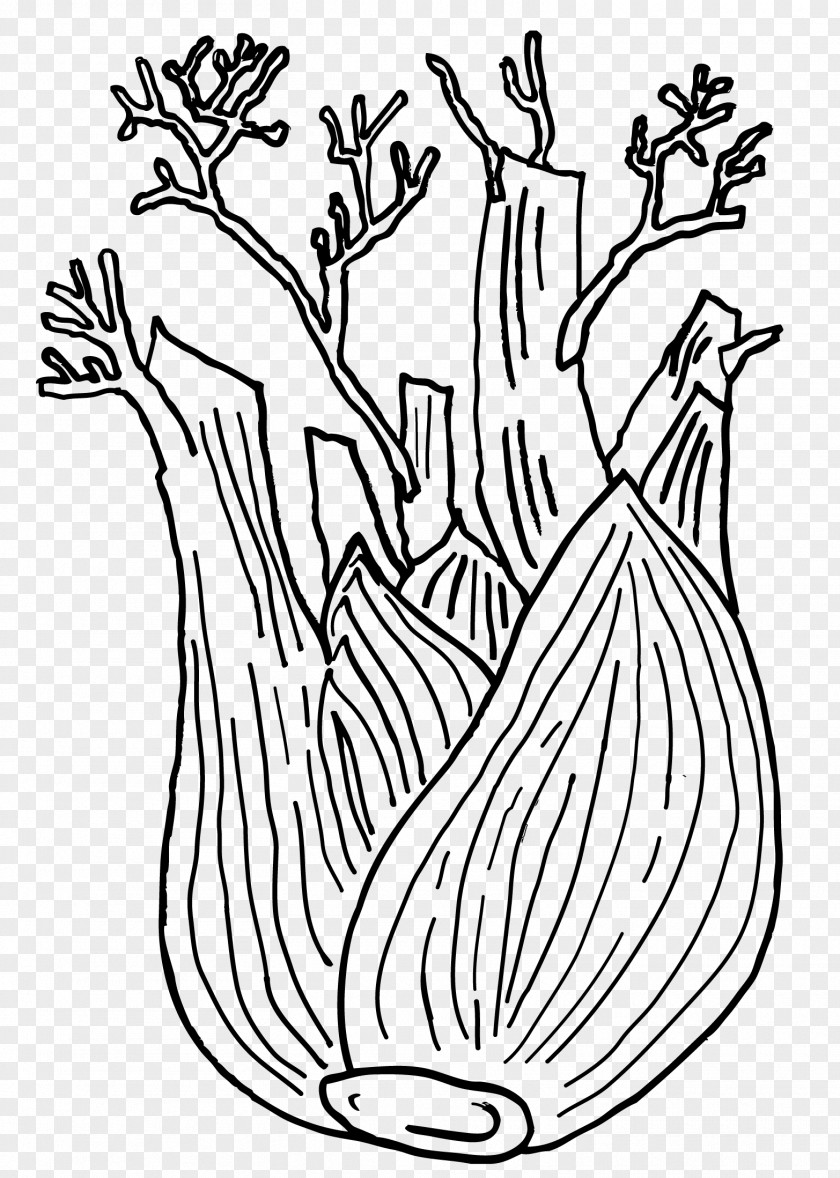 Plant Fennel Drawing Carrot Vegetable PNG