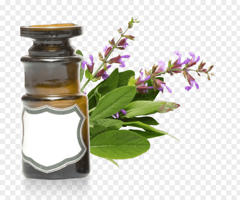 Salvia Sclarea Clary Herb Essential Oil Rosemary PNG