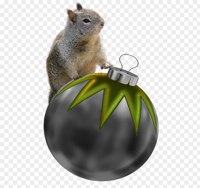 Squirrel Chipmunk Christmas Decoration Ornament PNG