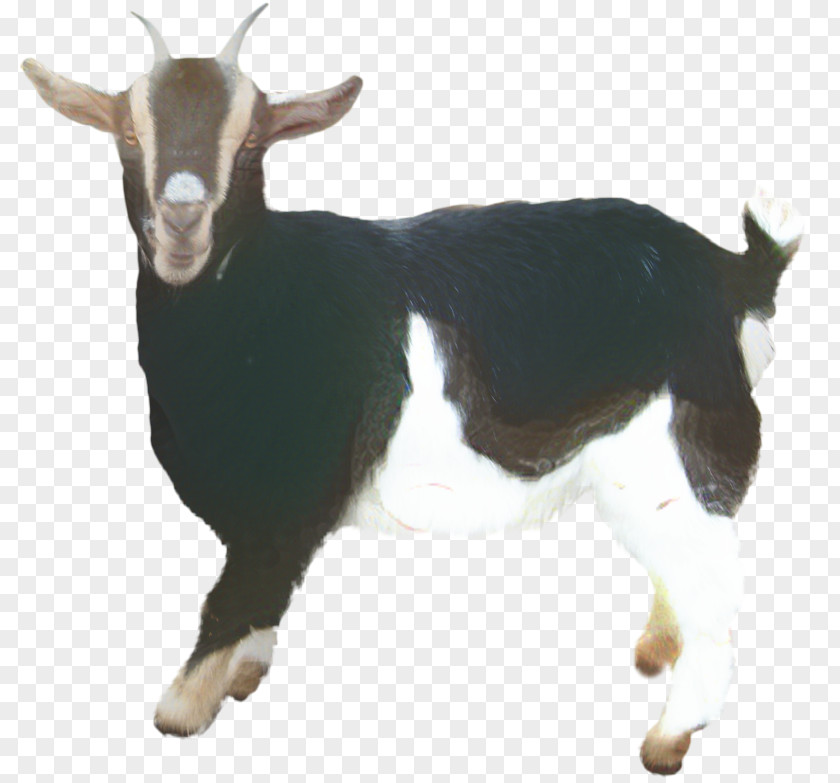 Wildlife Feral Goat Eid Al Adha Islamic Background PNG