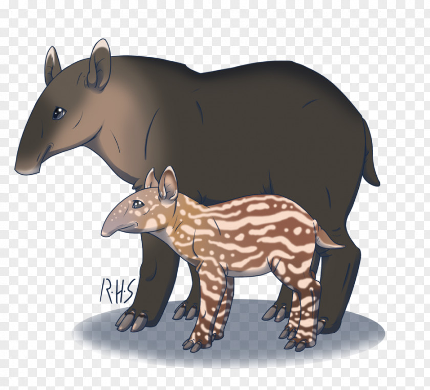 Bear Tapir Snout Terrestrial Animal PNG