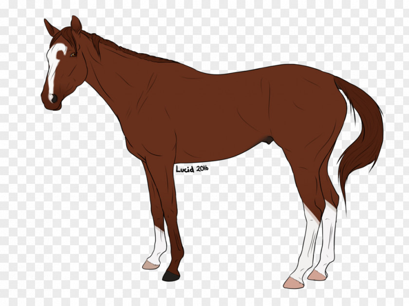Dnd Clydesdale Horse Friesian Arabian Shire Draft PNG
