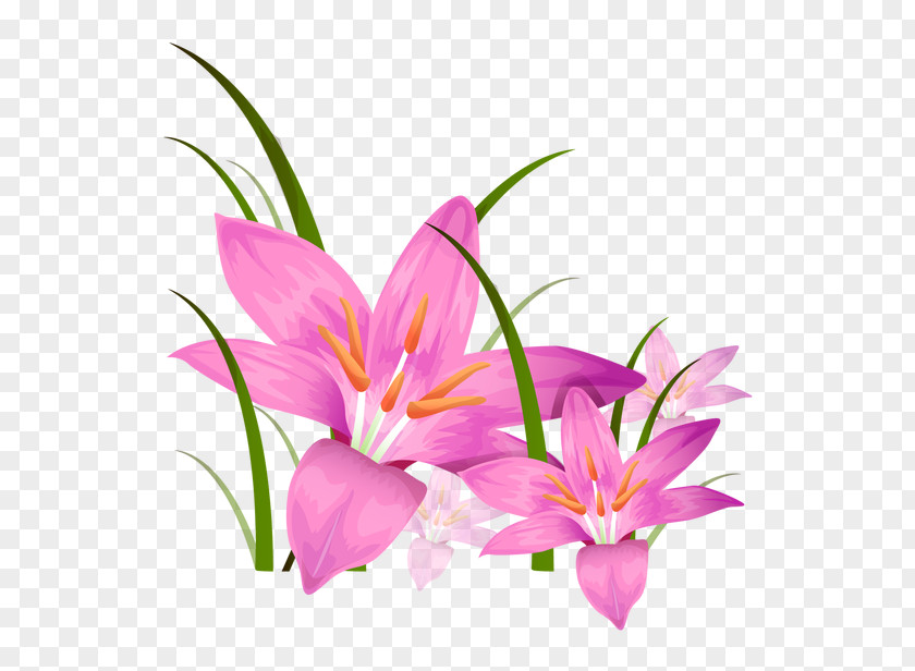 Lily Floral Elements Animation Photography Illustration PNG