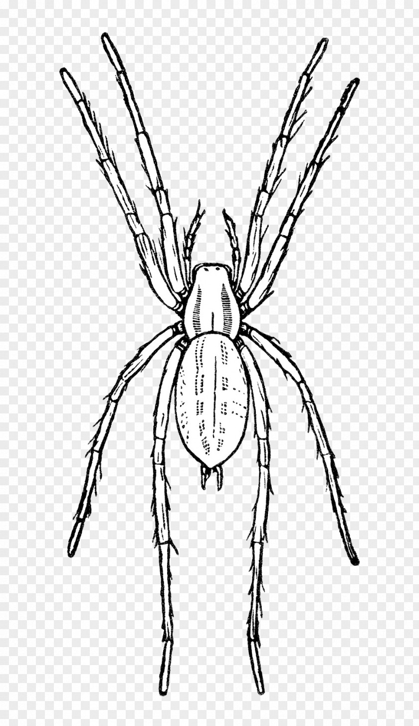 Pest Symmetry Line Insect Art Orb-weaver Spider PNG