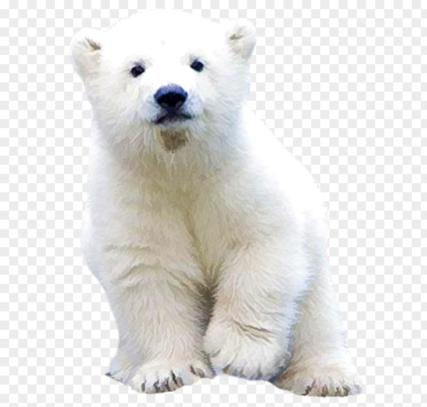 Polar Bear Clip Art PNG