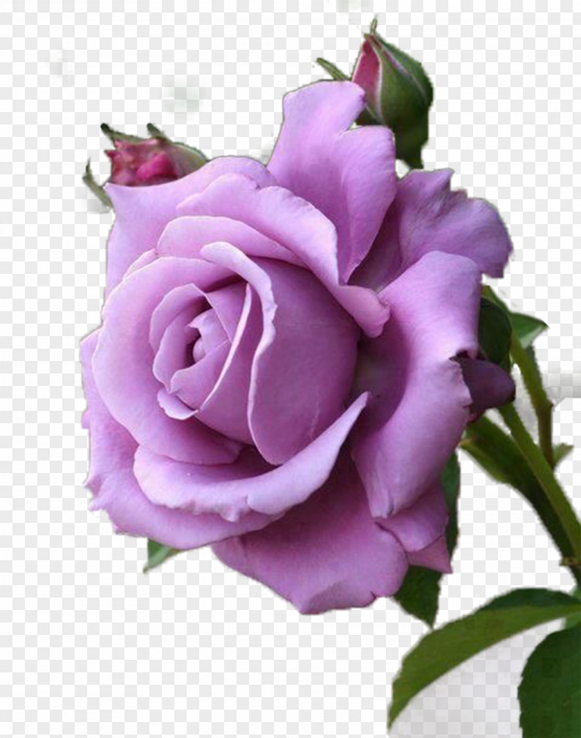Purple Rose Lavender Flower Red PNG
