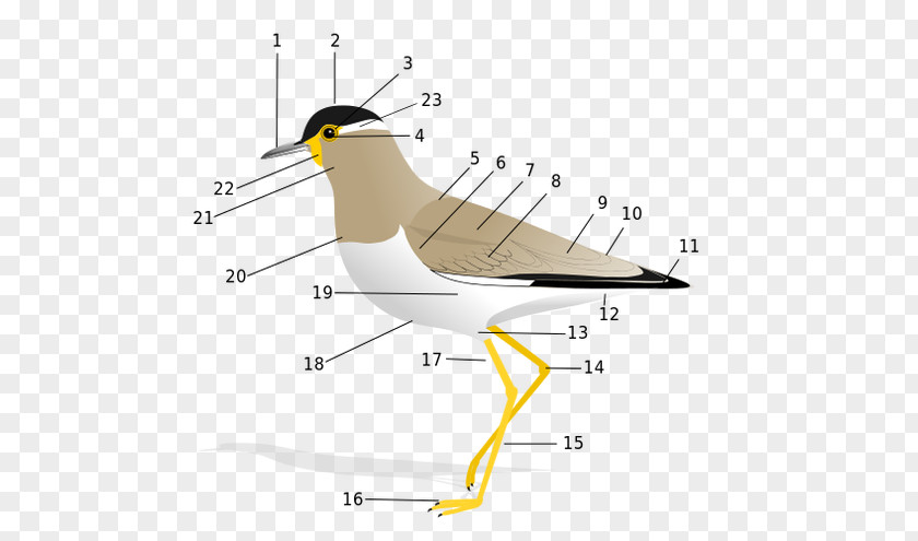 Bird Anatomy Vertebrate Rock Dove Feather PNG