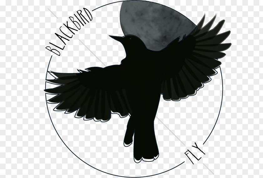 Blackbird Art Drawing Northern Flicker The Beatles PNG