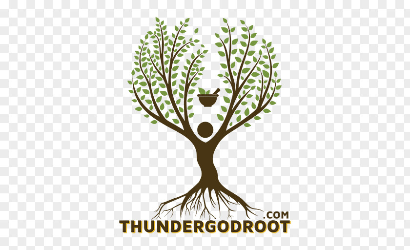 God Of Thunder Logo Flowering Plant Stem Font PNG