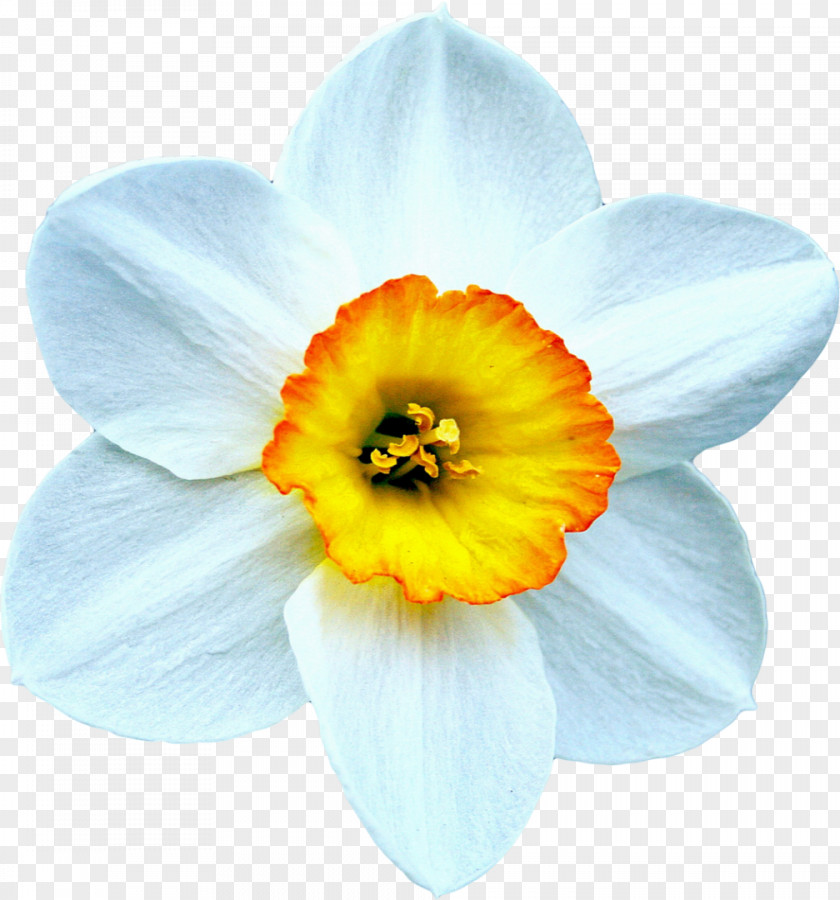 Narcissus The Beautiful Daffodil Flower Bulb PNG
