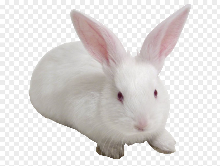 Rabbit Domestic European Chiloé Island Whiskers PNG