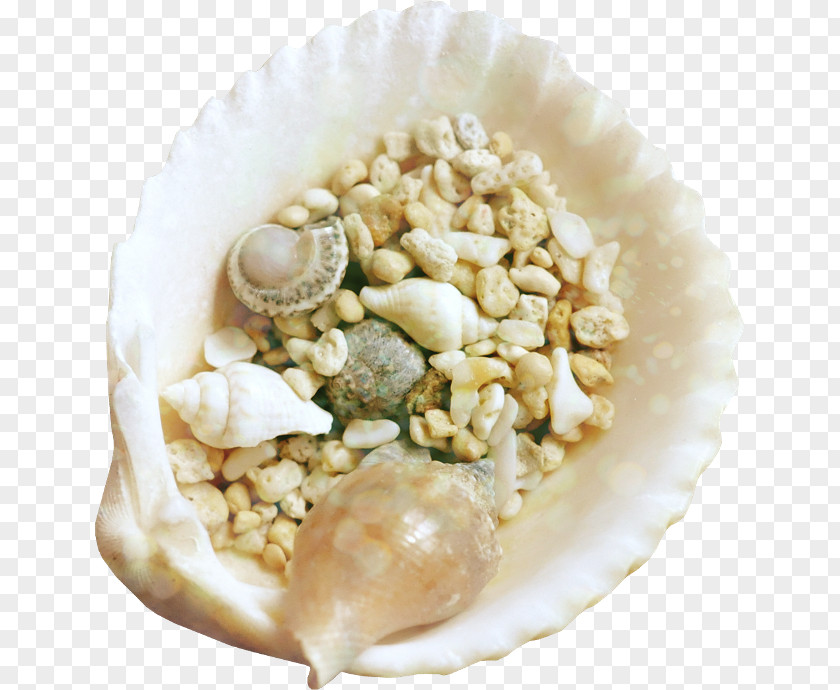Seashell Animated Film Clip Art PNG