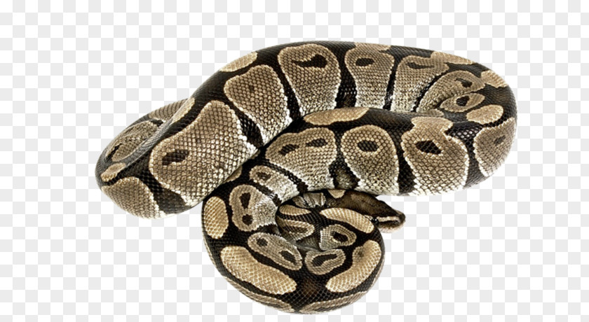 Snake Boa Constrictor Rattlesnake Reptile Kingsnakes PNG