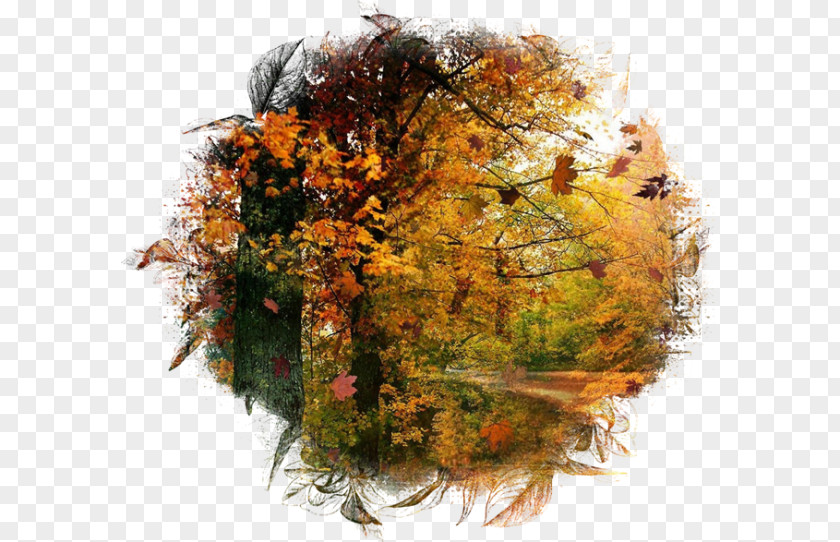 Autumn Desktop Wallpaper Season PNG