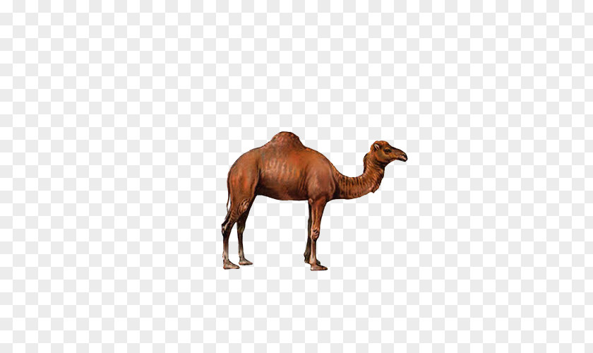 Camel Bactrian Dromedary PNG