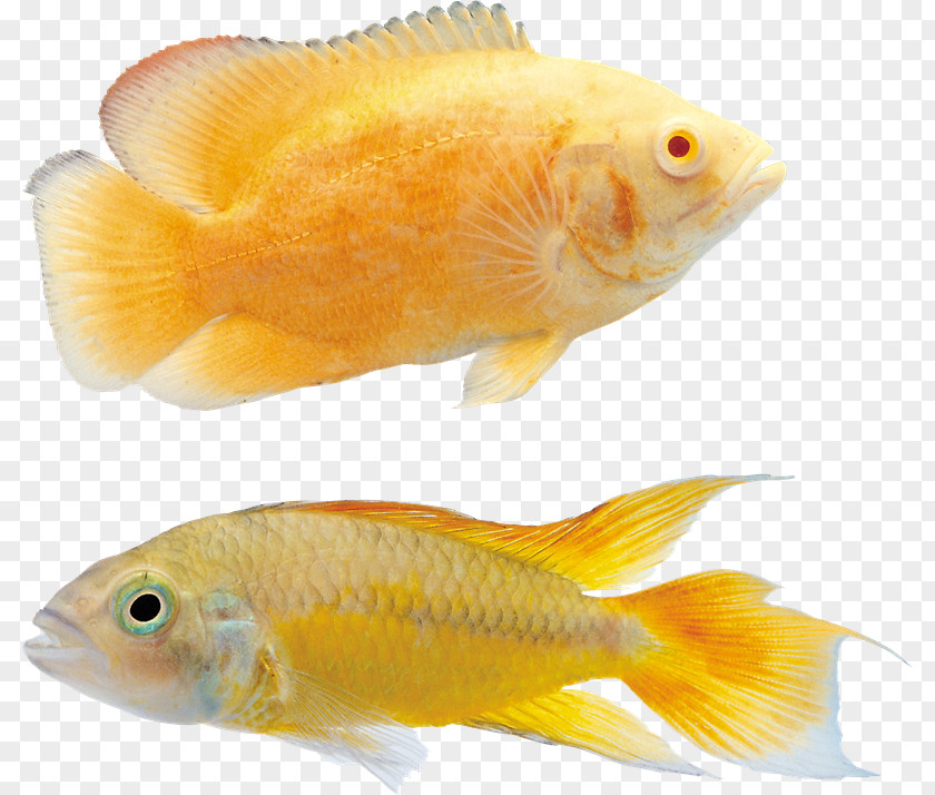 Fish Koi Goldfish Ornamental PNG