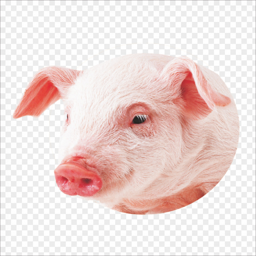 Pig Co Miniature Wallpaper PNG