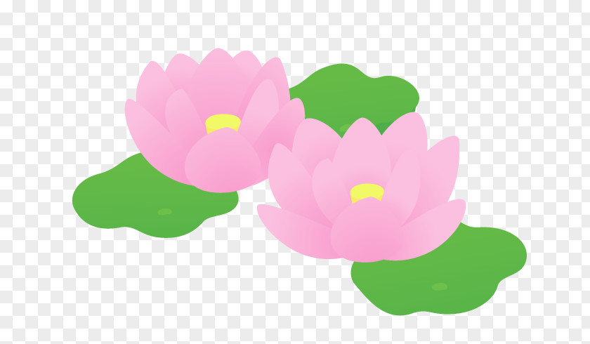 Lotus Lantern Nelumbo Nucifera Petal Pond Nijiiro Skype PNG